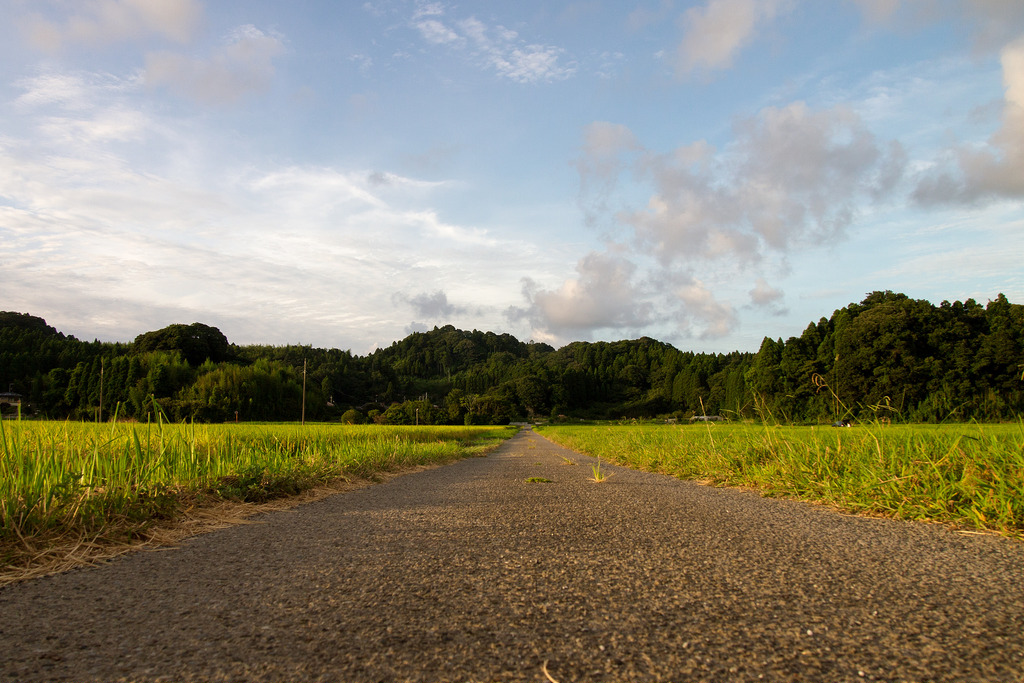 The Fields, The Sky